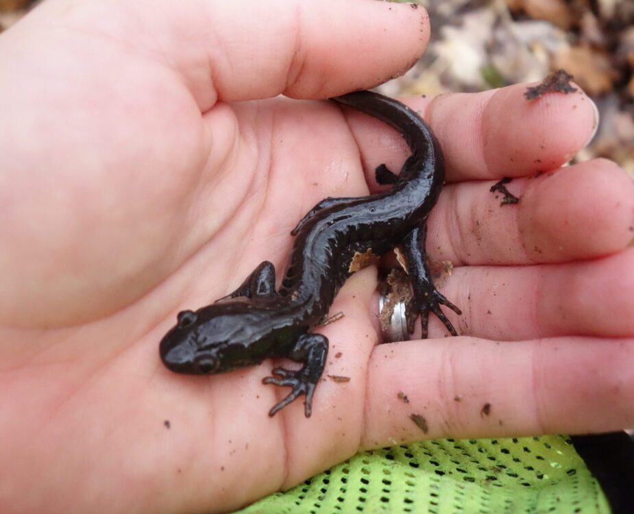 jefferson salamander (2)