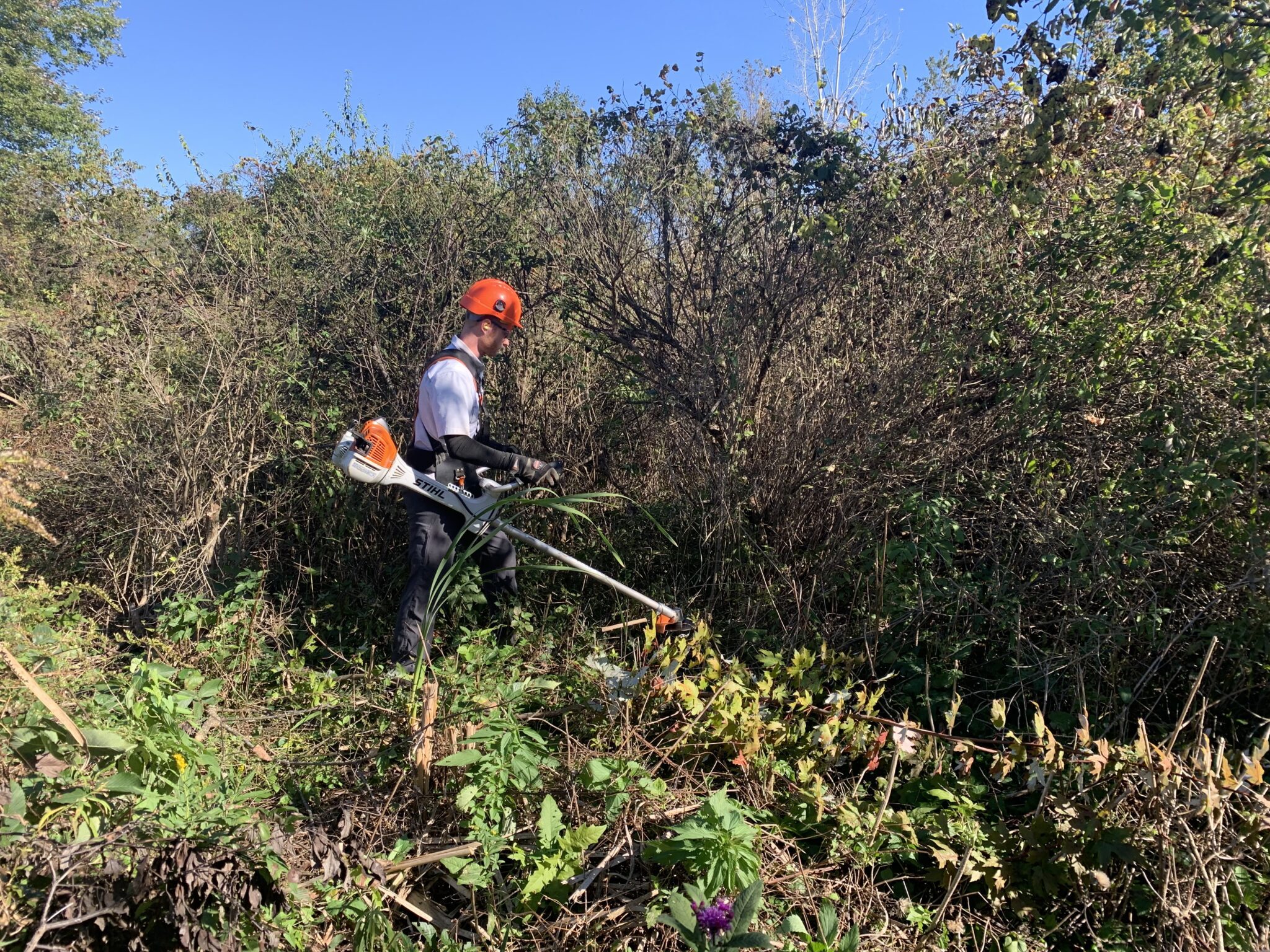 Fall Volunteer Events & Invasive Species Removal