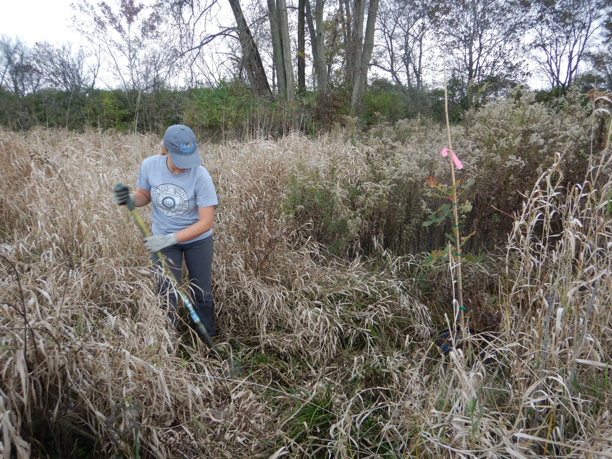Invasive Species Awareness Week- Reed Canarygrass • MAD Scientist ...