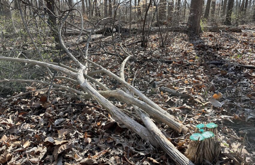 cut stump treatment