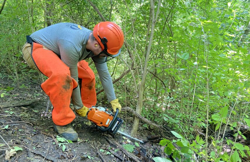 Cut-stump treatment of bush honeysuckle