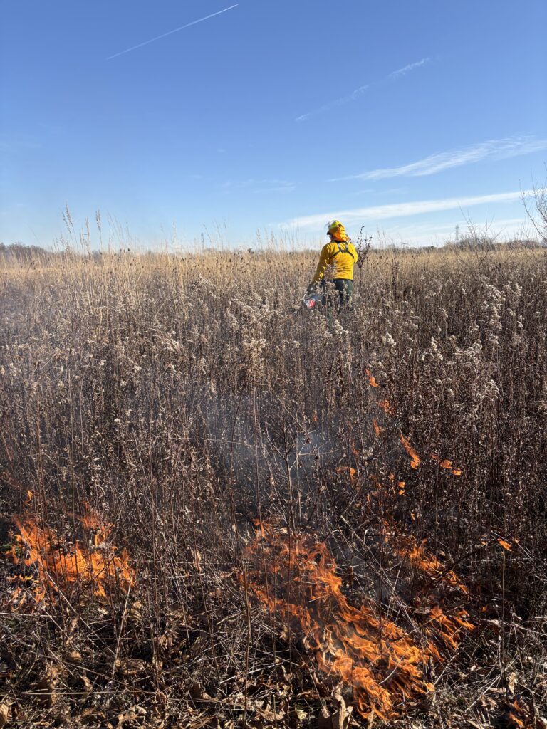 Hellbranch Meadow Prescribed Burn