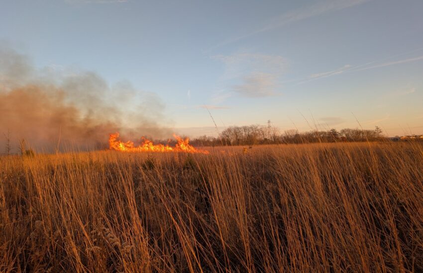 Hellbranch Meadows controlled burn